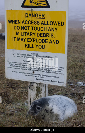 Grey Seal (Halichoerus Grypus) Pup auf RAF Bombardierung Bereich verwendet als Diskussionen Bereich für Robben - dargestellt durch Schild Warnung vor Gefahr - UK Stockfoto