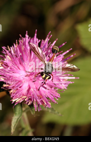 Wespe fliegen Physocephala Art Conopidae auf Flockenblume UK Stockfoto