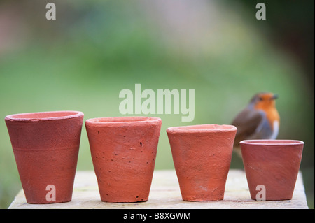 Erithacus Rubecula. Robin steht hinter einer Reihe von kleinen Blumentöpfen Stockfoto