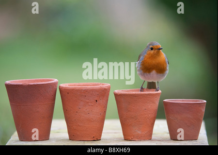 Erithacus Rubecula. Robin thront auf einer Reihe von kleinen Blumentöpfen. Großbritannien Stockfoto