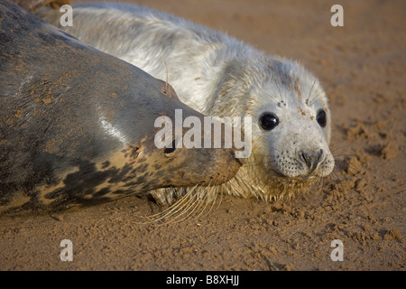 Grey Seal (Halichoerus Grypus) Vereinigtes Königreich - Mutter und junges Interaktion am Strand Stockfoto