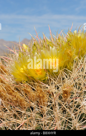 Barrel Cactus, Glorietta Canyon, Anza Borrego, CA 090301 33971 Stockfoto