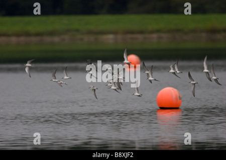 Kleine Migranten Herde von schwarzen Seeschwalbe-Chlidonias Niger vorbeifliegen Bojen am Gailey Stausee, Staffordshire, England. Stockfoto