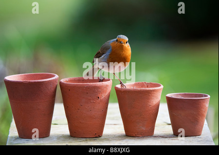 Erithacus Rubecula. Robin thront auf einer Reihe von kleinen Blumentöpfen. Großbritannien Stockfoto