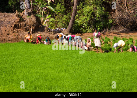 Viele Frauen Reis Jätmaschinen auf grünen Reisfeld. Stockfoto