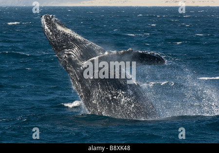 Buckelwal (Impressionen Novaeangliae) Breaching, Pacific Coast, Cabo San Lucas, Baja California, Mexiko Stockfoto