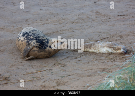 Graue Dichtung (Halichoerus Grypus) Vereinigtes Königreich - Mutter mit Baby getötet durch Männchen während der territorialen Streitigkeiten während der Paarungszeit Stockfoto