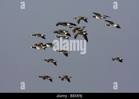 Gruppe der Nonnengans Branta Leucopsis fliegen kommen ins Land, Schottland. Stockfoto