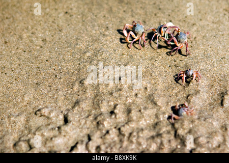 Ghost-Krabbe Familie crawling Out aus Sand am Strand. Stockfoto