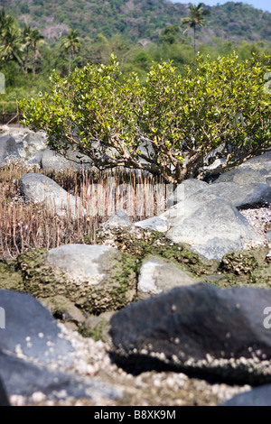 Entblößten Felsen und Baum am Strand bei Ebbe. Stockfoto