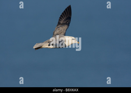 Einzelne Northern Fulmar Fulmarus Cyclopoida im Flug mit Flügel ausgestreckt gegen blauen Himmel, Norfolk, England. Stockfoto