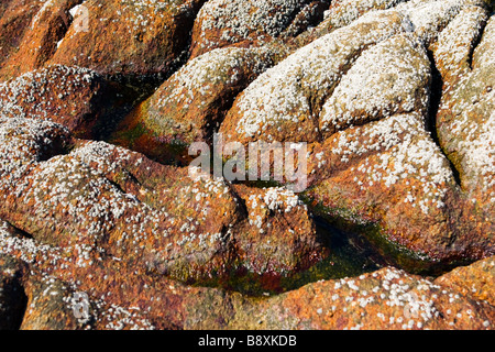 Großer braunen Felsen bedeckt mit Tine Muscheln am Strand Closeup. Stockfoto