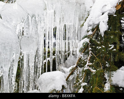 Tanne im Eis Stockfoto