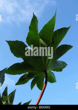 Ein großes Blatt von einem Ricinus Communis auch bekannt als eine Pflanze Rizinuspflanze. Die Samen enthalten ein extremer Toxin Rizin. Stockfoto