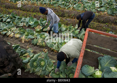 Ernte Kohl Florida USA Stockfoto