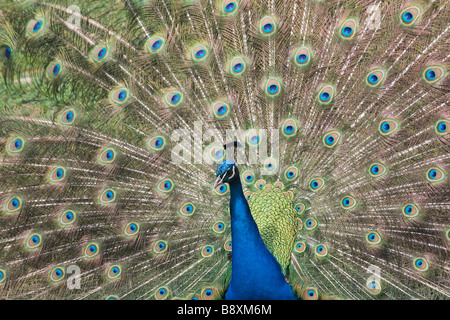 Nahaufnahme von Pfau Stockfoto