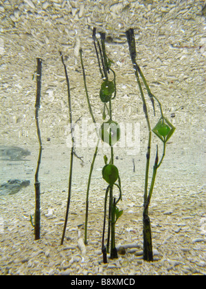 Junge Mangrove Setzlinge (Avicennia Marina) sprießen im flachen Wasser, Great Barrier Reef Marine Park, Queensland, Australien Stockfoto