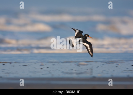 Austernfischer Haematopus Ostralegus kommen ins Land gegen die Wellen bei Sonnenuntergang, Norfolk, England. Stockfoto