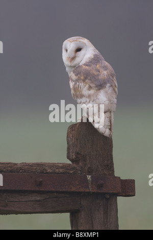 Einzelne Schleiereule Tyto Alba sitzen auf Pfosten im Feld mit nebligen Hintergrund, Worcestershire, England. Stockfoto