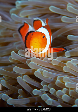 Falscher Clown Anemonenfischen Amphiprion Ocellaris, Nord-Sulawesi, Indonesien Stockfoto