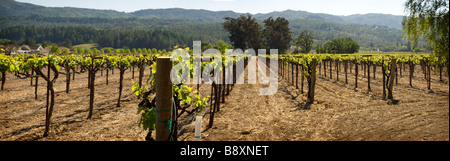 Wein Weinberg Ernte Stockfoto