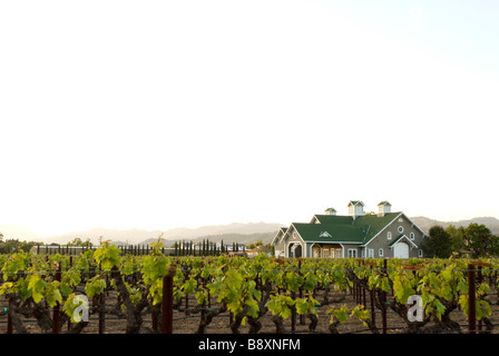 Wein Weinberg Ernte Stockfoto