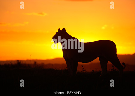 Junge Löwin Silhouette auf eine Termite Mound am späten Abend in die Masai Mara in Kenia Stockfoto