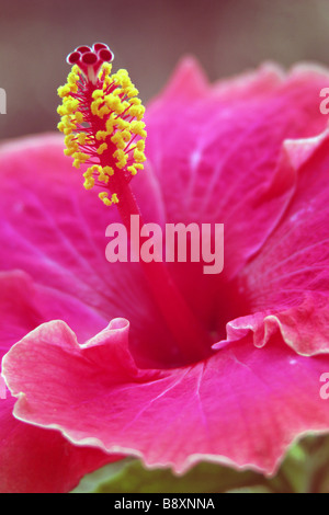 Hibiskusblüte im Giardino Pubblico Taormina Sizilien Stockfoto