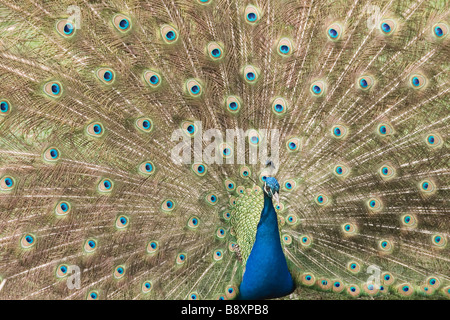 Nahaufnahme von Pfau Stockfoto