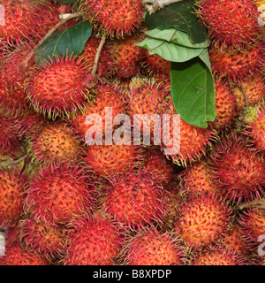 Rambutan Tropische Früchte auf einem Markt, Siem Reap, Kambodscha Stockfoto