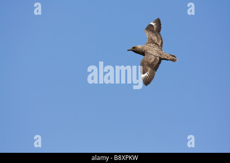 Einzelne Great Skua Stercorarius Skua fliegen gegen blauen Himmel, Schottland. Stockfoto