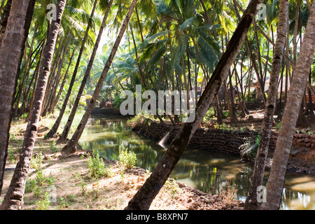 Tropischem Fluss Bach im Palmenwald. Stockfoto