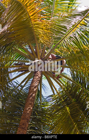 Kokos-Picker auf eine Palme. Stockfoto