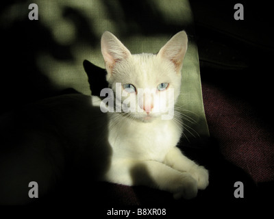 Eine Katze mit blauen Augen in die Kamera starrt Stockfoto