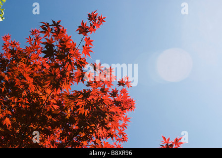 Rot-Ahorn-Baum Stockfoto