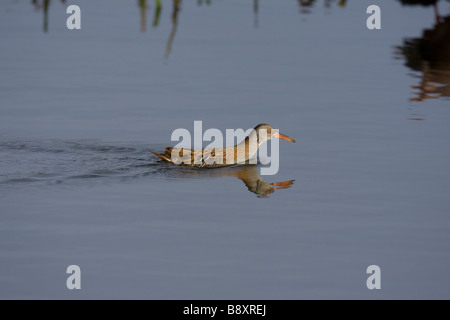 Einzelne Wasser-Schiene Rallus Aquaticus schwimmen über kleine Ausdehnung des Wassers, Worcestershire, England. Stockfoto