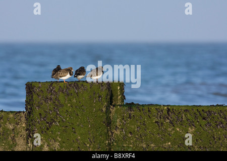 Kleine Gruppe von vier Ruddy Steinwälzer Arenaria Interpres Schlafplatz auf Buhne bei Flut, Norfolk, England. Stockfoto