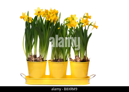 Drei frische gelbe Narzisse Blumen in passenden Blumentöpfen Stockfoto