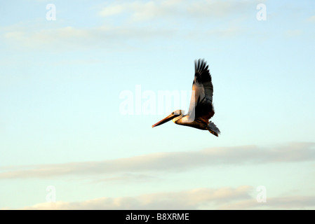 Fliegenden Pelikan Florida USA Stockfoto