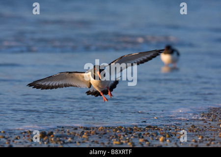 Austernfischer Haematopus Ostralegus kommen ins Land am Kiesstrand mit Flügel gespreizt, Wales. Stockfoto