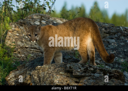 Juvenile Cougar Felis Concolor kontrollierten Bedingungen Stockfoto