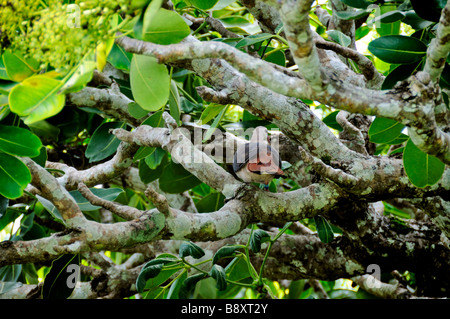 'Ile Aux Aigrettes Nature Reserve""Insel Mauritius' rosa Taube in camouflage Stockfoto