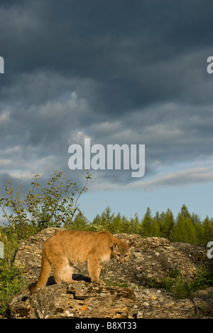 Juvenile Cougar Felis Concolor kontrollierten Bedingungen dunklen Himmel Stockfoto