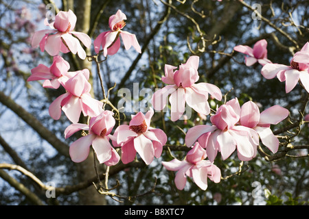 Magnolia Campbellii Kew s Überraschung blühen im Frühling im Garten am Lanydrock Cornwall Stockfoto