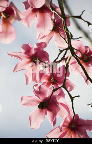 Magnolia Campbellii Kew s Überraschung blühen im Frühling im Garten am Lanydrock Cornwall Stockfoto