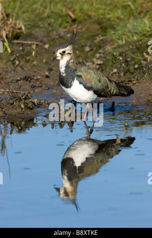 Juvenile Europäische Kiebitz Vanellus Vanellus stehend mit Spiegelung im Wasser, Dorset, England. Stockfoto