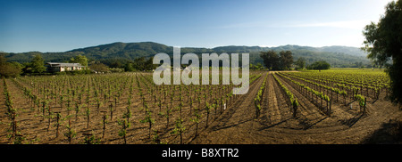 Wein Weinberg Ernte Stockfoto