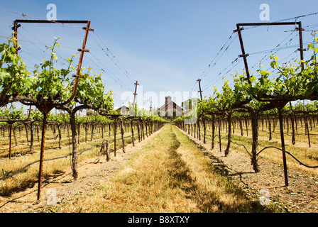 Wein Weinberg Ernte Stockfoto