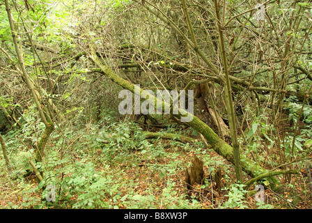 Umgestürzten Baum im Regenwald Stockfoto