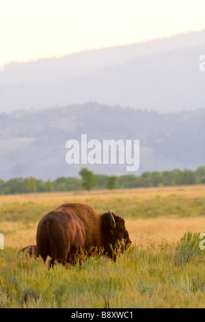 Lone, ein Männchen, Bull Bison, Büffel in den Bereich Weiden. Antelope Flats, Jackson Hole Wyoming USA Stockfoto